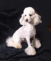AKC - Axel, a male Poodle - Toy  for sale in Evansville, WI – Photo 1 of 10