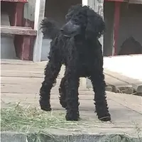 AKC - Axel, a male Poodle - Toy  for sale in Evansville, WI – Photo 9 of 10