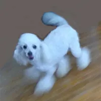 AKC - Axel, a male Poodle - Toy  for sale in Evansville, WI – Photo 2 of 10