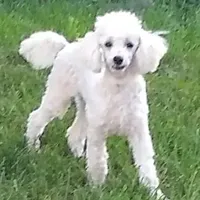 AKC - Axel, a male Poodle - Toy  for sale in Evansville, WI – Photo 7 of 10