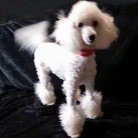 AKC - Axel, a male Poodle - Toy  for sale in Evansville, WI – Photo 3 of 10