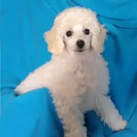 AKC - Axel, a male Poodle - Toy  for sale in Evansville, WI – Photo 8 of 10