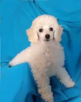 processed/2206ddc3-b954-47fe-b8ea-f105ddd413b0/listing/d72ab528-1200-46f9-bec1-ff75683caffc/d919d847-b3a9-4b1d-a98b-c830bd7e25de