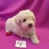 Babe, a female Poodle - Toy  for sale in Evansville, WI – Photo 3 of 5