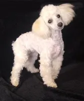 Babe, a female Poodle - Toy  for sale in Evansville, WI – Photo 1 of 5