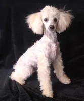 Babe, a female Poodle - Toy  for sale in Evansville, WI – Photo 3 of 5
