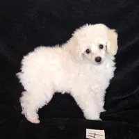 Babe, a female Poodle - Toy  for sale in Evansville, WI – Photo 2 of 5