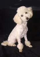 Babe, a female Poodle - Toy  for sale in Evansville, WI – Photo 2 of 5