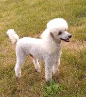 Bonny, a female Poodle - Toy  for sale in Evansville, WI – Photo 5 of 5