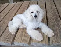 Bonny, a female Poodle - Toy  for sale in Evansville, WI – Photo 4 of 5