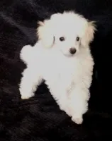 Bonny, a female Poodle - Toy  for sale in Evansville, WI – Photo 1 of 5