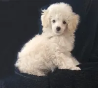 Bonny, a female Poodle - Toy  for sale in Evansville, WI – Photo 3 of 5