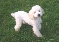 Ace, a male Poodle - Toy  for sale in Evansville, WI – 2 of 10