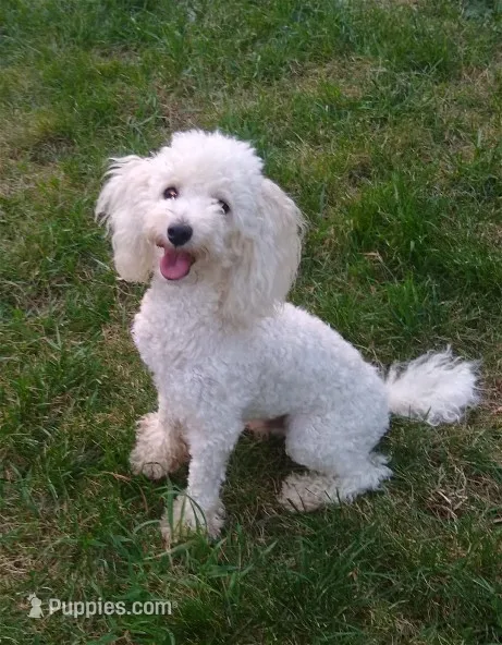 AKC - Axel – Poodle - Toy  puppy for sale in Evansville, WI