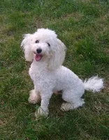 AKC - Axel, a male Poodle - Toy  for sale in Evansville, WI – 1 of 10
