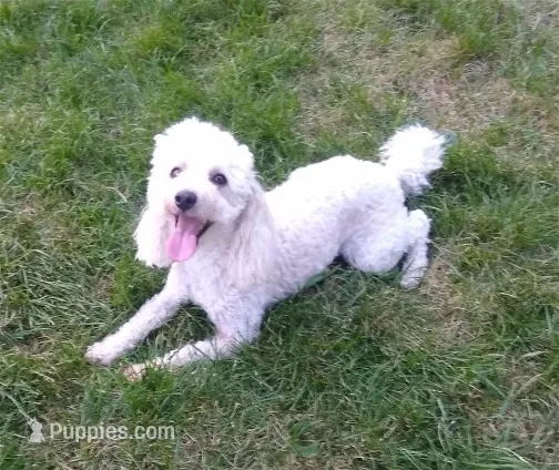 AKC - Amos – Poodle - Toy  puppy for sale in Evansville, WI