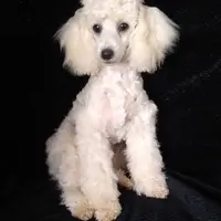 AKC- Belle, a female Poodle - Toy  for sale in Evansville, WI – Photo 1 of 10