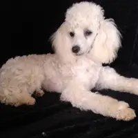 AKC- Belle, a female Poodle - Toy  for sale in Evansville, WI – Photo 3 of 10