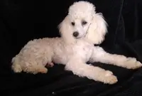 AKC- Belle, a female Poodle - Toy  for sale in Evansville, WI – Photo 3 of 10