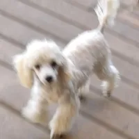 AKC- Belle, a female Poodle - Toy  for sale in Evansville, WI – Photo 8 of 10