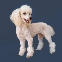 AKC- Belle, a female Poodle - Toy  for sale in Evansville, WI – Photo 10 of 10