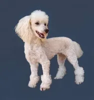 AKC- Belle, a female Poodle - Toy  for sale in Evansville, WI – Photo 10 of 10