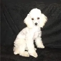 AKC- Belle, a female Poodle - Toy  for sale in Evansville, WI – Photo 6 of 10