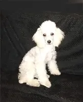 AKC- Belle, a female Poodle - Toy  for sale in Evansville, WI – Photo 6 of 10