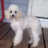 AKC- Belle, a female Poodle - Toy  for sale in Evansville, WI – Photo 7 of 10