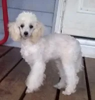 AKC- Belle, a female Poodle - Toy  for sale in Evansville, WI – Photo 7 of 10