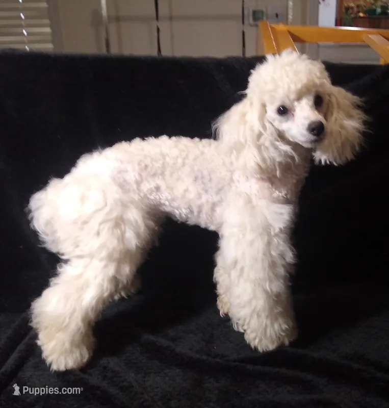 AKC- Belle – Poodle - Toy  puppy for sale in Evansville, WI