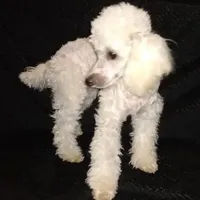 AKC- Belle, a female Poodle - Toy  for sale in Evansville, WI – Photo 5 of 10