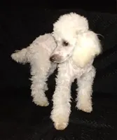 AKC- Belle, a female Poodle - Toy  for sale in Evansville, WI – Photo 5 of 10