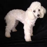 AKC- Belle, a female Poodle - Toy  for sale in Evansville, WI – Photo 4 of 10