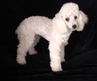 AKC- Belle, a female Poodle - Toy  for sale in Evansville, WI – Photo 4 of 10