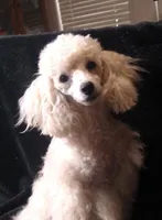 AKC- Belle, a female Poodle - Toy  for sale in Evansville, WI – Photo 2 of 10