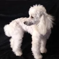 AKC- Belle, a female Poodle - Toy  for sale in Evansville, WI – Photo 2 of 10