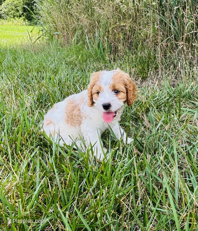 Bruno  – Cavapoo puppy for sale in Auburn, KY