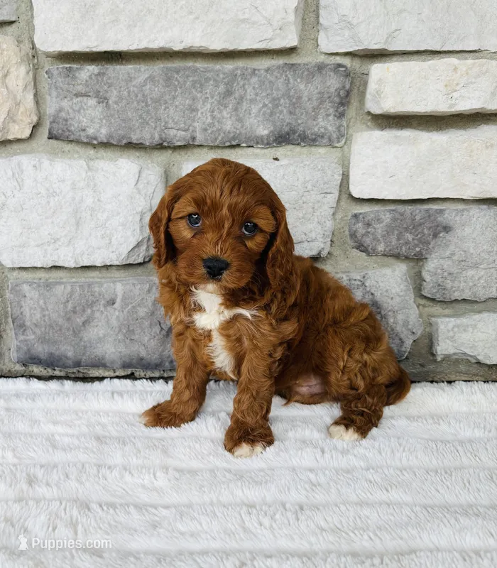 Blaze  – Cavapoo puppy for sale in Auburn, KY