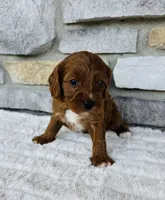 Blaze , a male Cavapoo for sale in Auburn, KY – 3 of 7