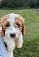 Bruno , a male Cavapoo for sale in Auburn, KY – 2 of 4