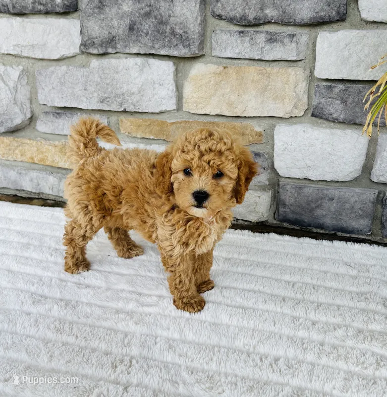 Bailey – Bichpoo puppy for sale in Auburn, KY
