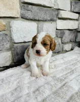 Bruno , a male Cavapoo for sale in Auburn, KY – 2 of 5