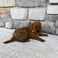Ginger , a female Cavapoo for sale in Auburn, KY – 4 of 6