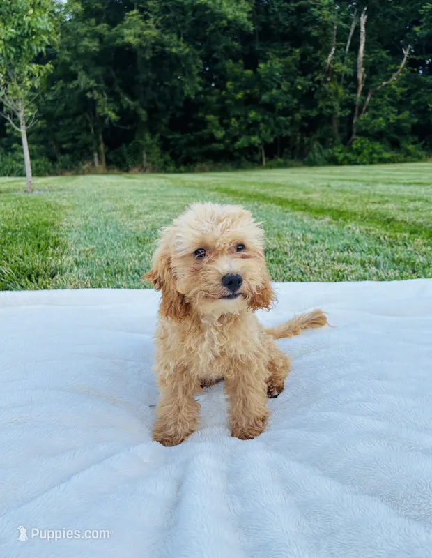 Bailey – Bichpoo puppy for sale in Auburn, KY