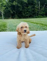 Bailey, a male Bichpoo for sale in Auburn, KY – 1 of 5