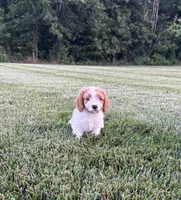 Bruno , a male Cavapoo for sale in Auburn, KY – 3 of 4