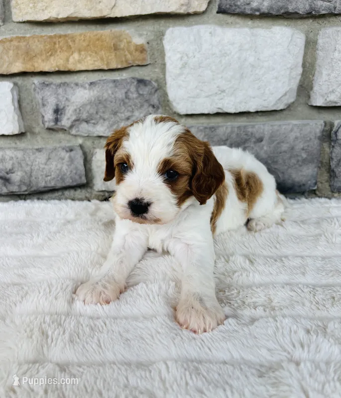Lexi  – Cavapoo puppy for sale in Auburn, KY