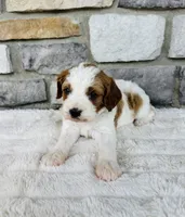 Lexi , a female Cavapoo for sale in Auburn, KY – 1 of 4