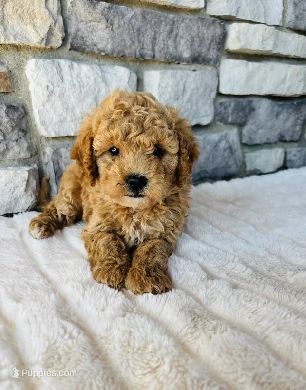 Bailey – Bichpoo puppy for sale in Auburn, KY